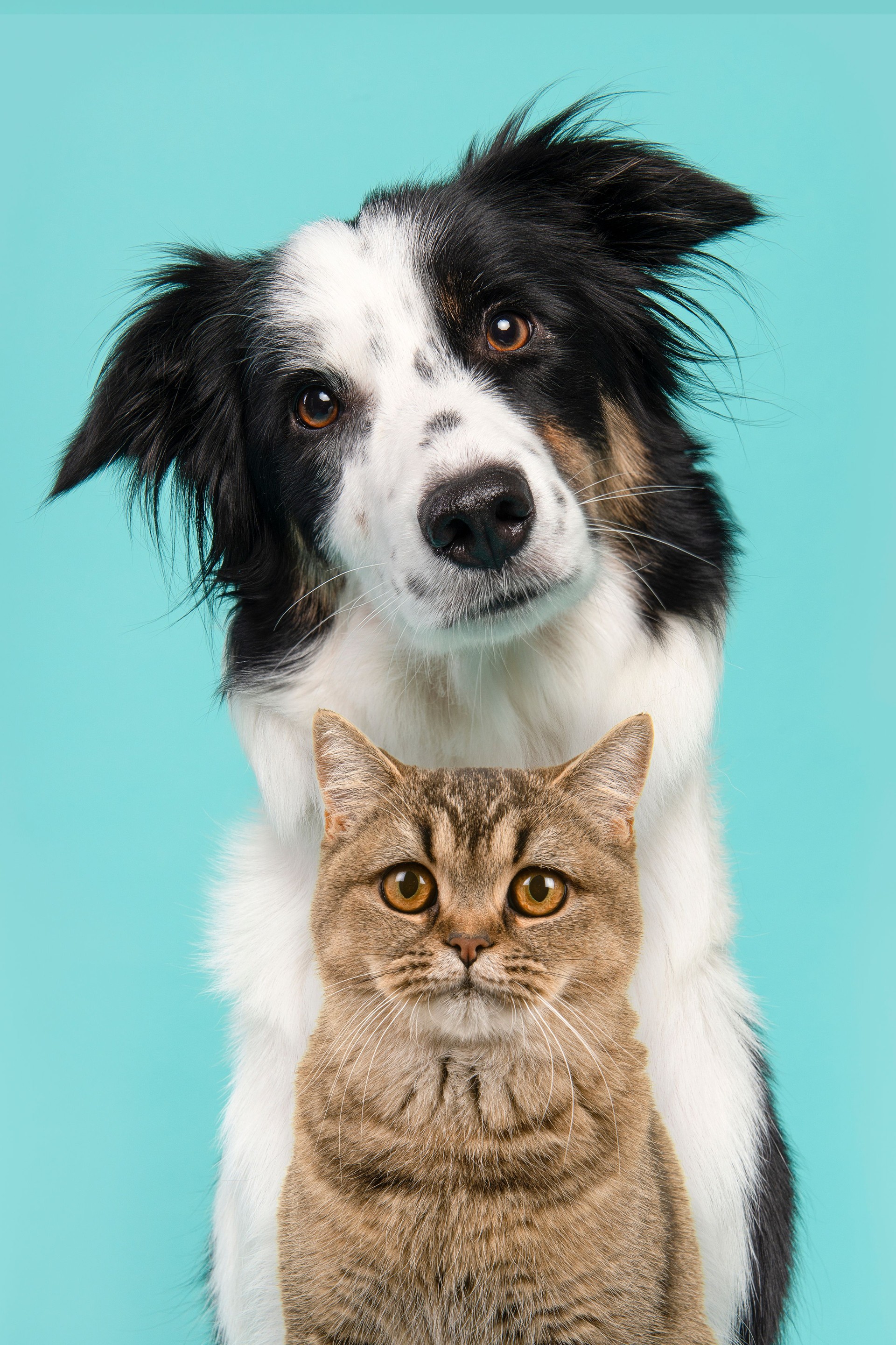 Portrait of border collie looking at the camera on a turquoise blue background